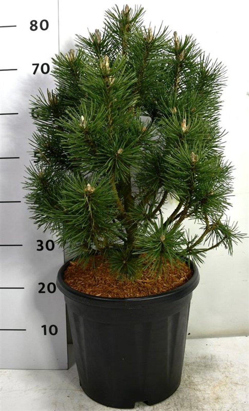 Pinus mugo 'Columbo' - C12 30-40 CM